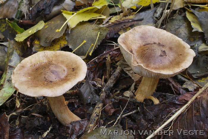 Populierridderzwam - Tricholoma populinum